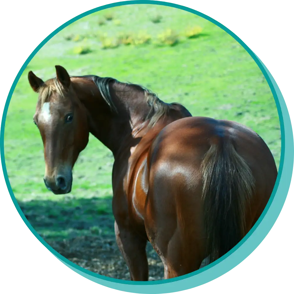 Horse looking at camera