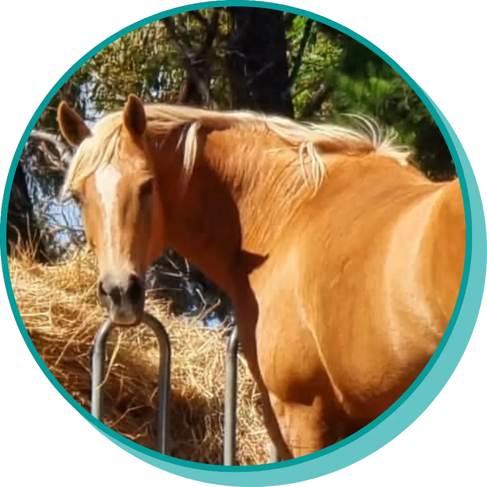 Horse looking at camera