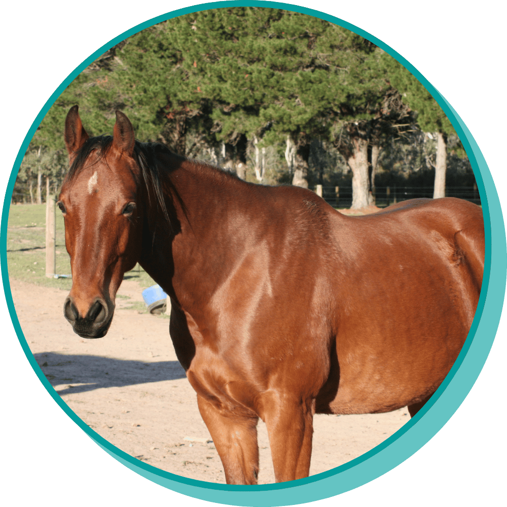 Horse looking at camera