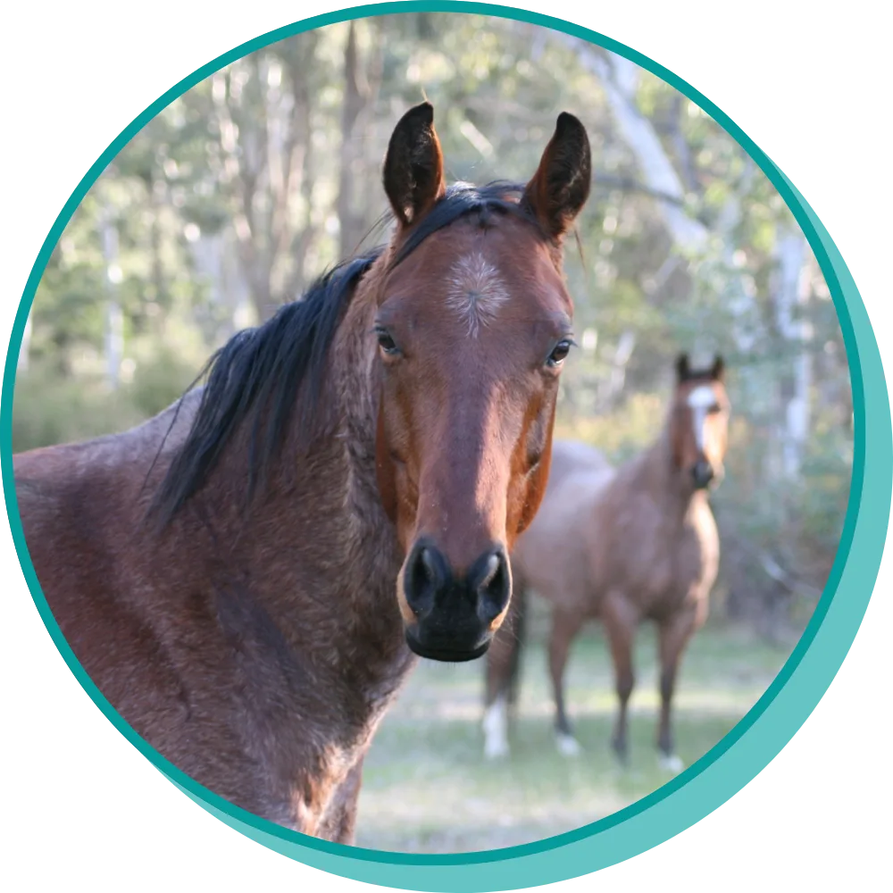 Horse in paddock